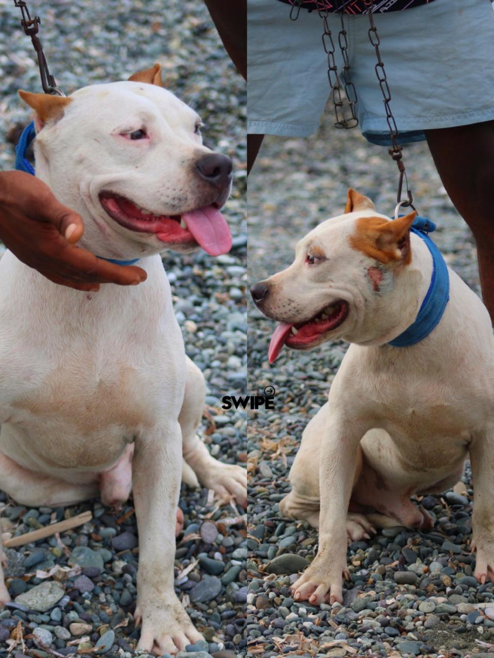 Monarch, American XL Bully