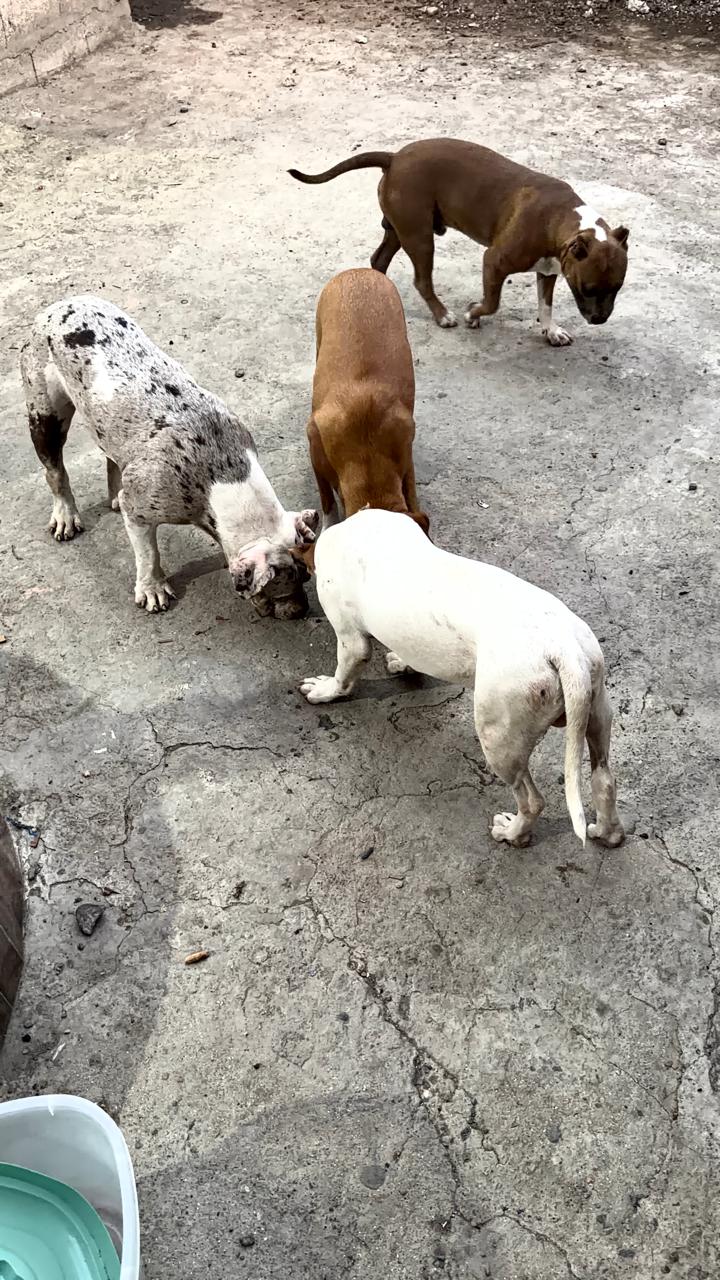 Apunik Kennel dogs