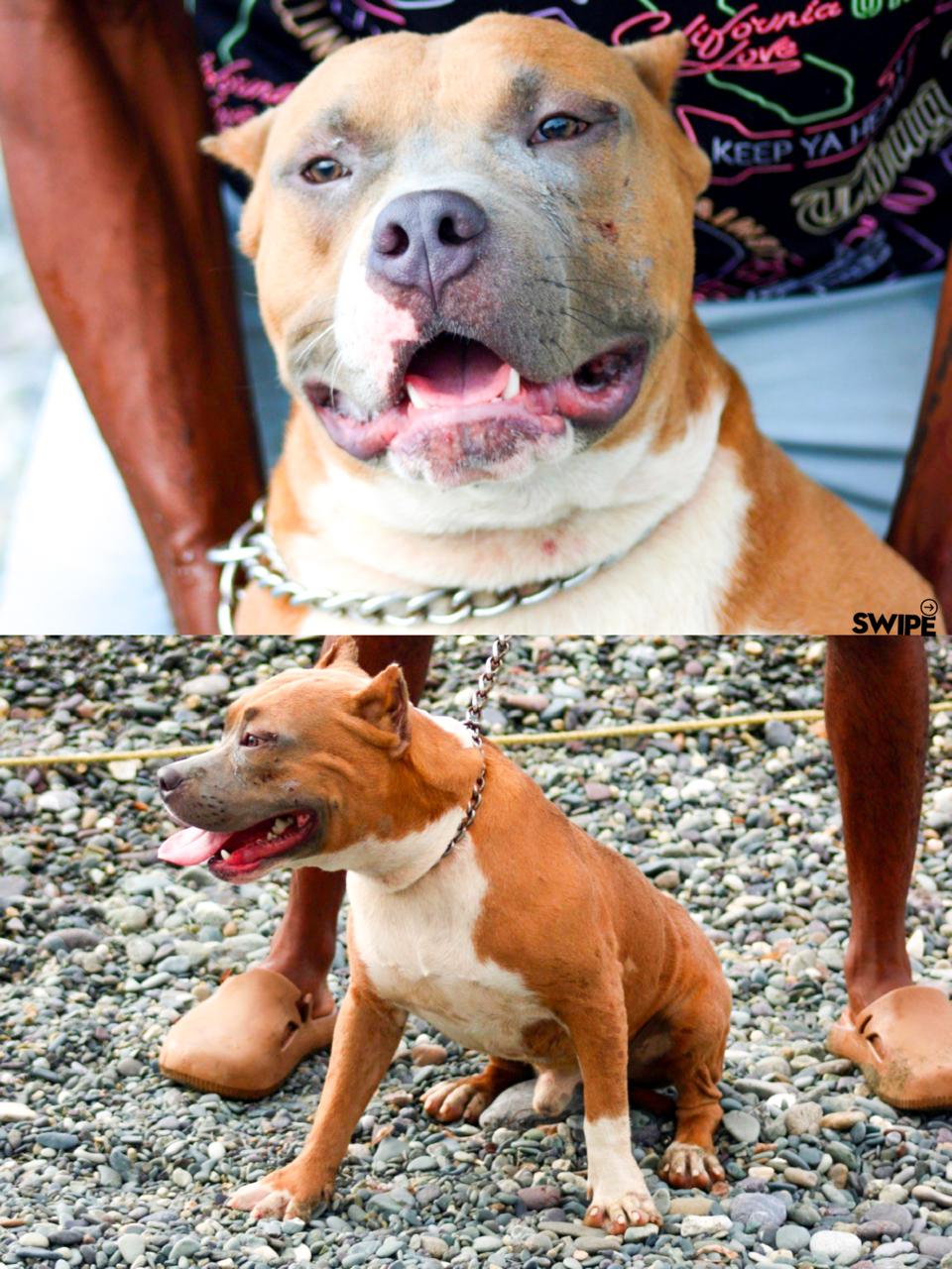Onyx, American Pit Bull Terrier