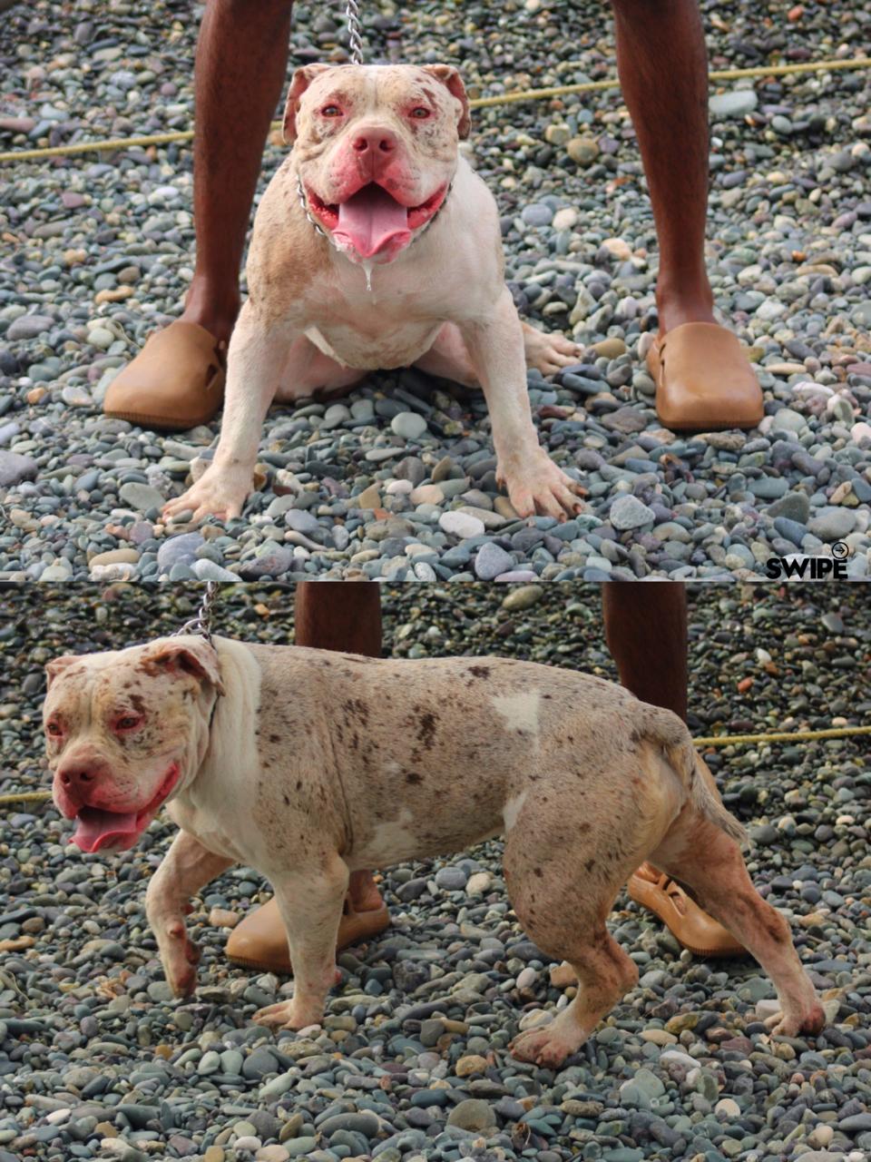Sovereign, American XL Bully